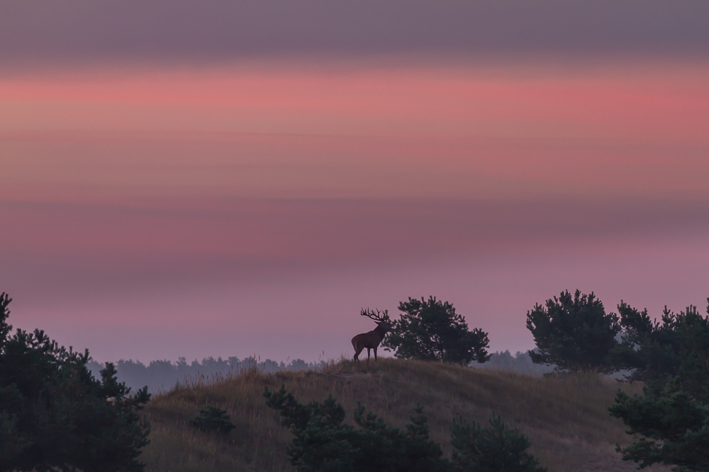 Hirsch im Morgenrot