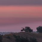 Hirsch im Morgenrot