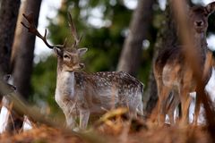 Hirsch im Naturwildpark Granat