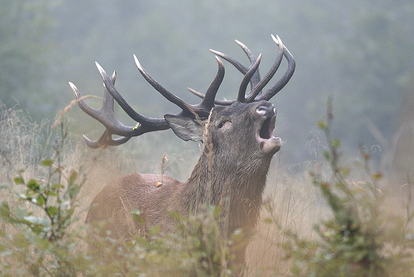 Hirsch im Nebel