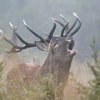 Hirsch im Nebel