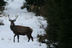 Hirsch im Oberwald