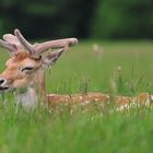 Hirsch im Phoenix Park