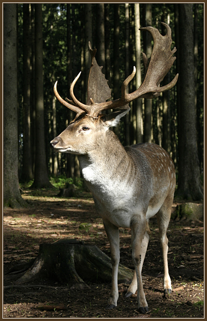 Hirsch im Rampenlicht