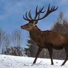 Hirsch im Schnee 001 