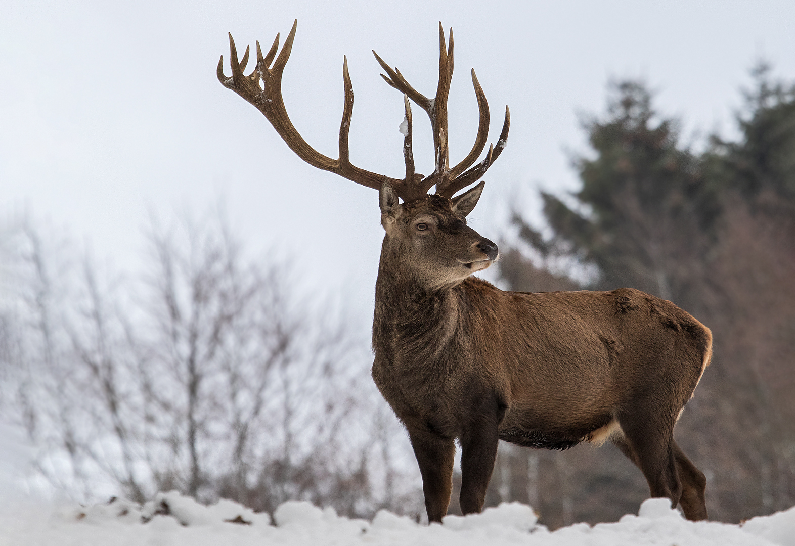 Hirsch im Schnee 002