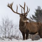 Hirsch im Schnee 002