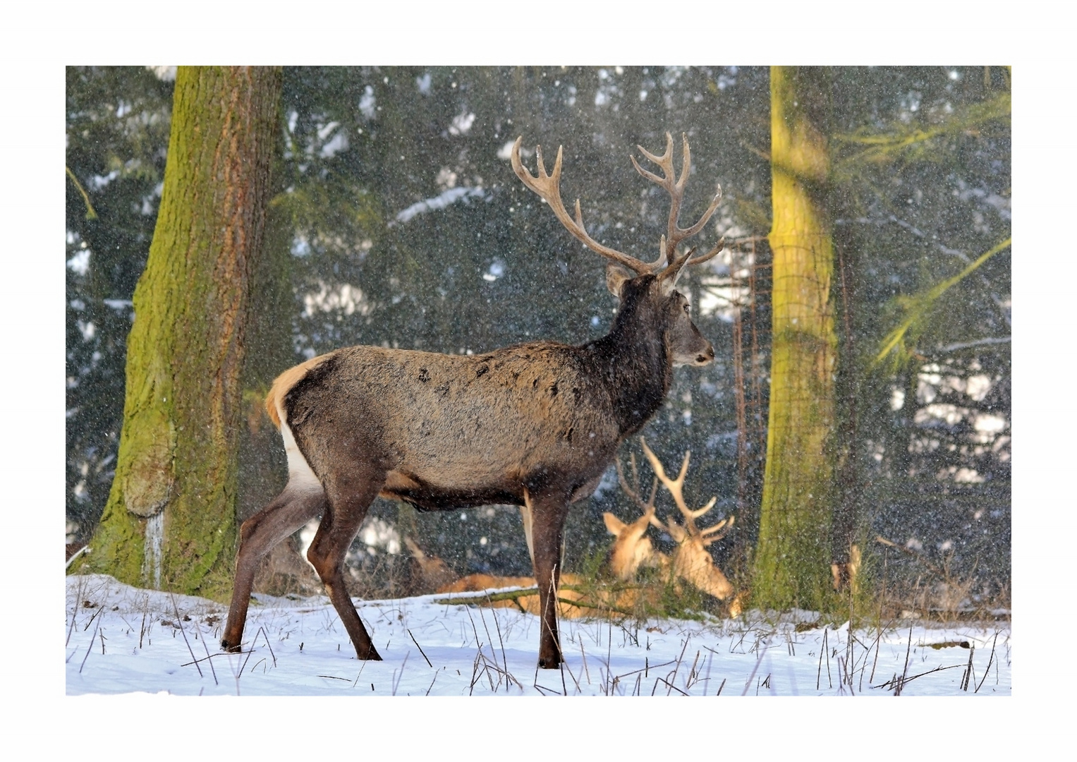 Hirsch im Schnee