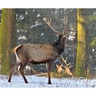 Hirsch im Schnee