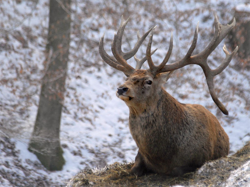 Hirsch im Schnee