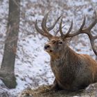 Hirsch im Schnee