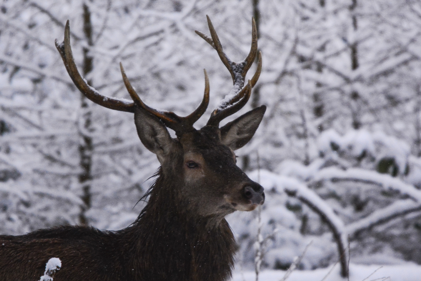 Hirsch im Schnee