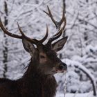 Hirsch im Schnee