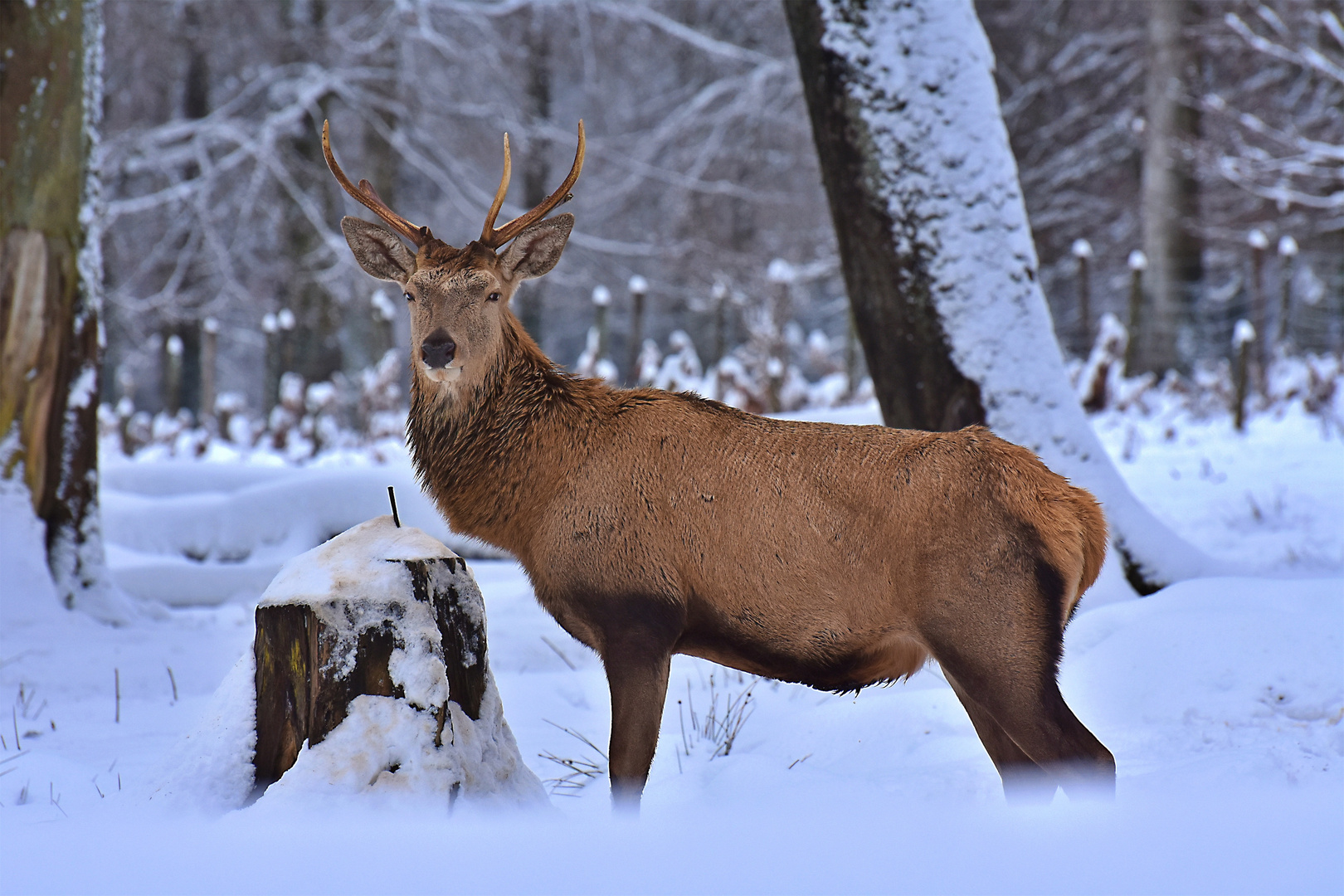 Hirsch im Schnee