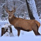 Hirsch im Schnee