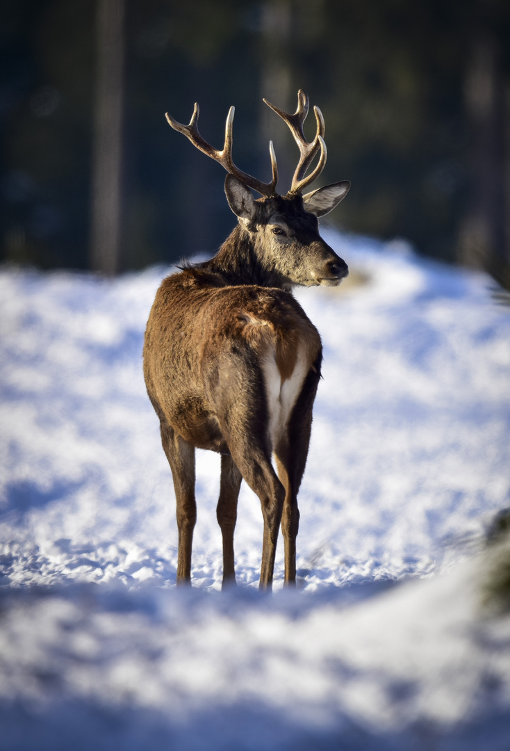 Hirsch im Schnee