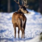 Hirsch im Schnee