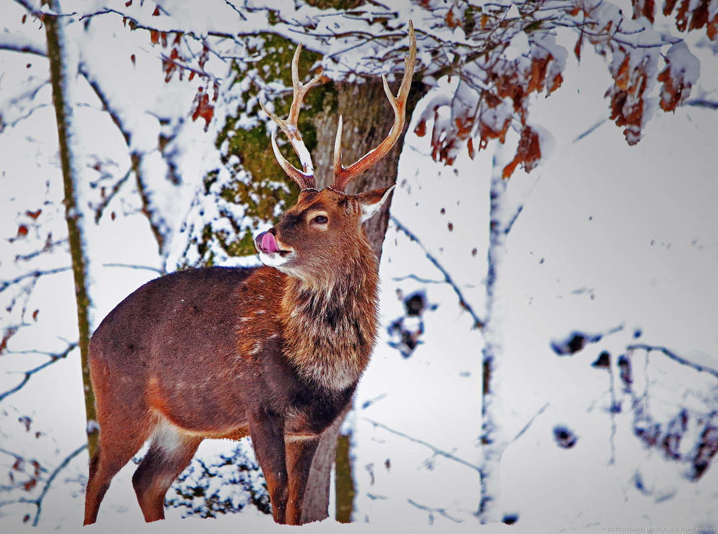 Hirsch im Schnee