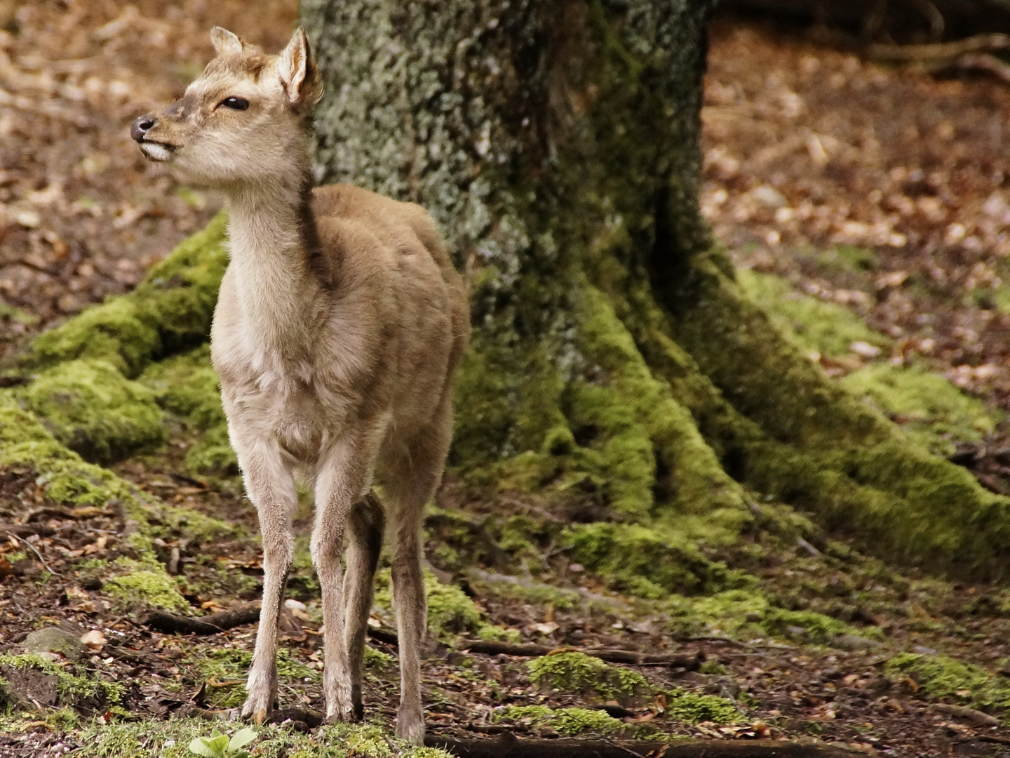 Hirsch im Schwarzwald