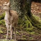 Hirsch im Schwarzwald