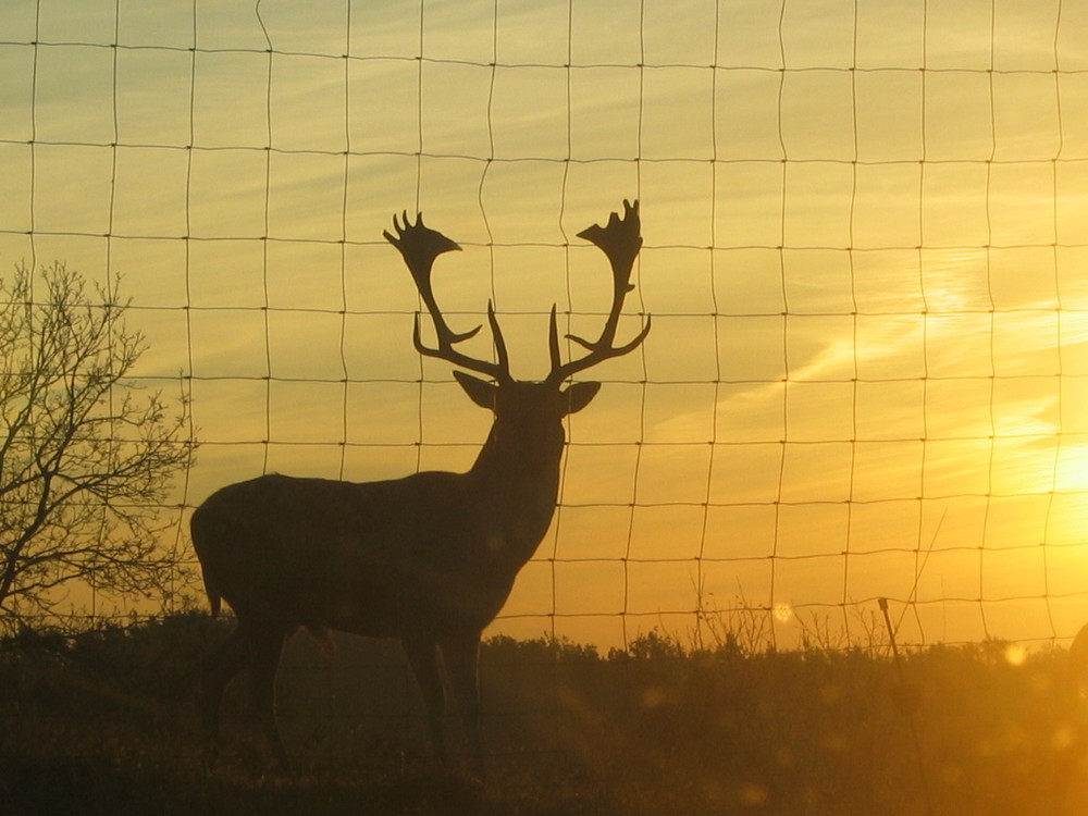 Hirsch im Sonnenaufgang