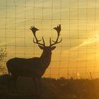 Hirsch im Sonnenaufgang