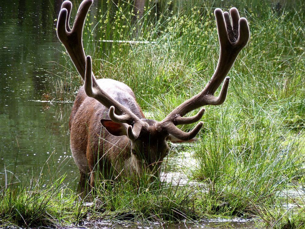 Hirsch im Spandauer Forst