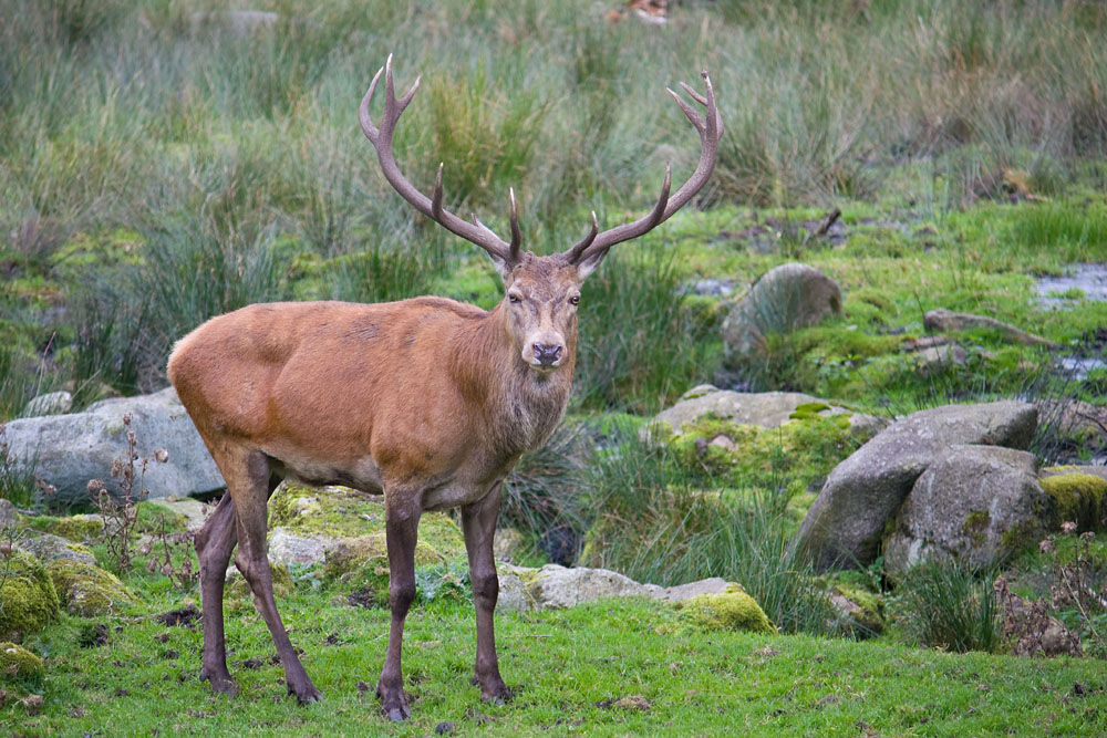 Hirsch im Steinwald (Pfaben)