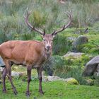 Hirsch im Steinwald (Pfaben)