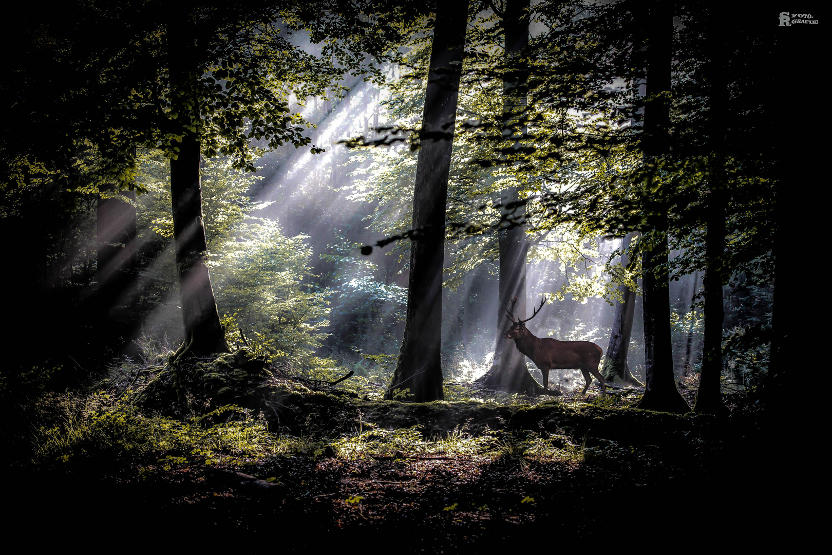 Hirsch im Strahl der aufgehenden Sonne