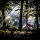 Hirsch im Strahl der aufgehenden Sonne