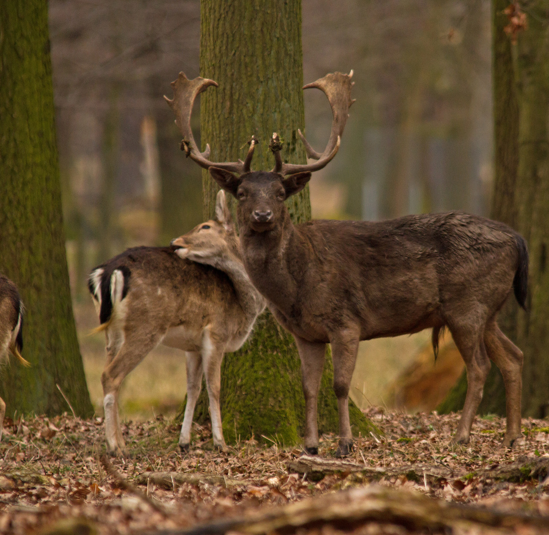 Hirsch im Tiergaten Hannover-Kirchrode