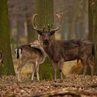 Hirsch im Tiergaten Hannover-Kirchrode