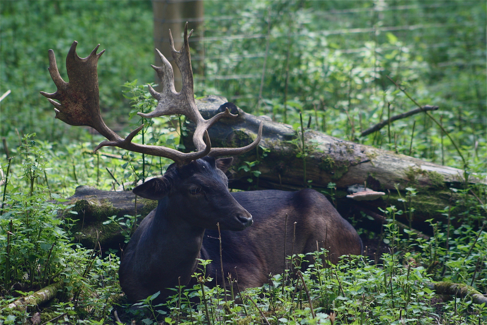 Hirsch im Tiergehege in Bad Säckingen