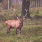 Hirsch im TIerpark Sababurg