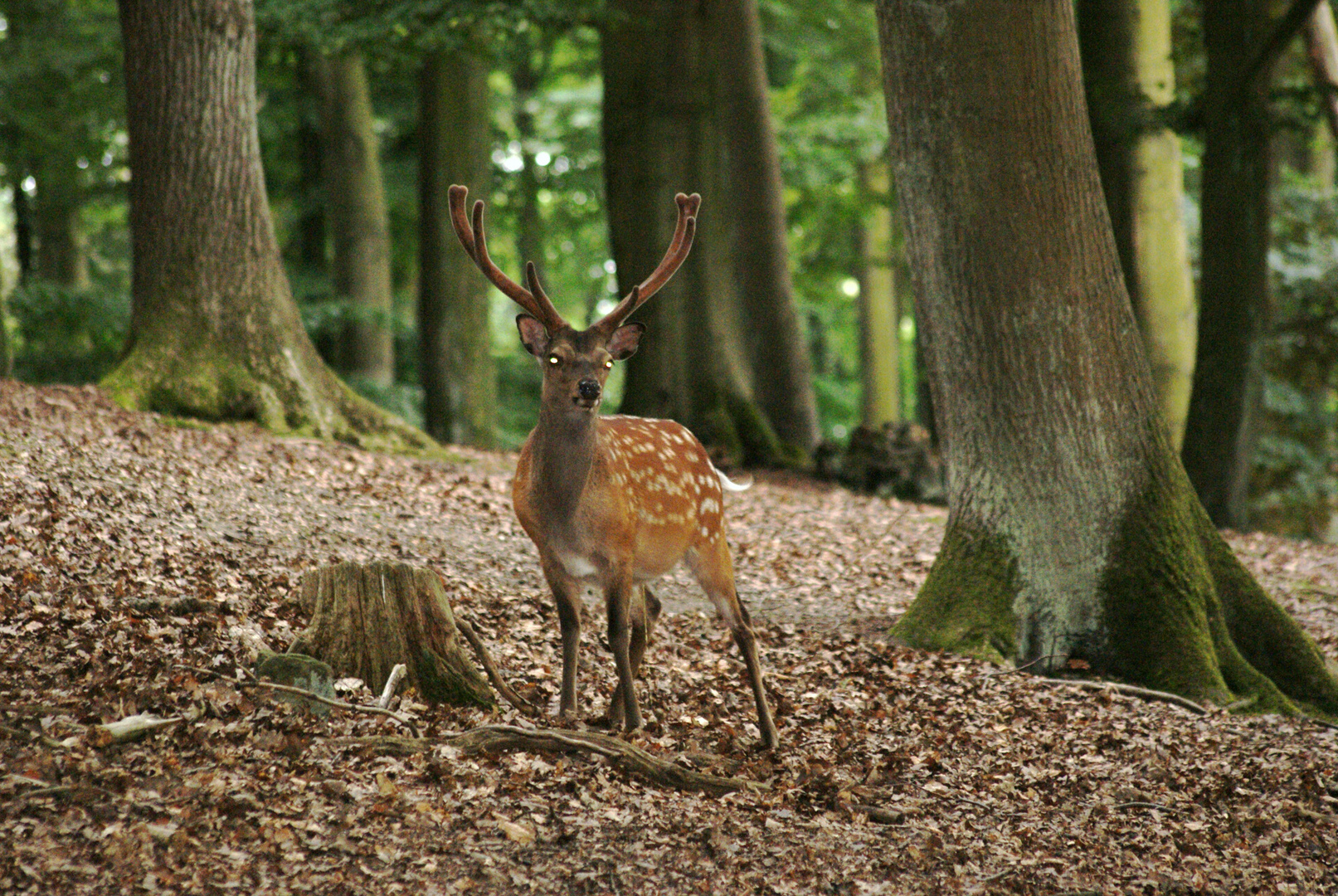 Hirsch Im Wald Foto & Bild tiere, wildlife, wildlife sonstige tiere