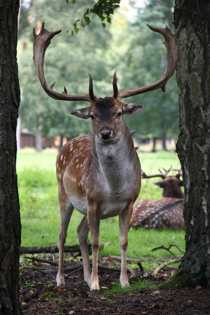 Hirsch im Wald