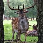 Hirsch im Wald