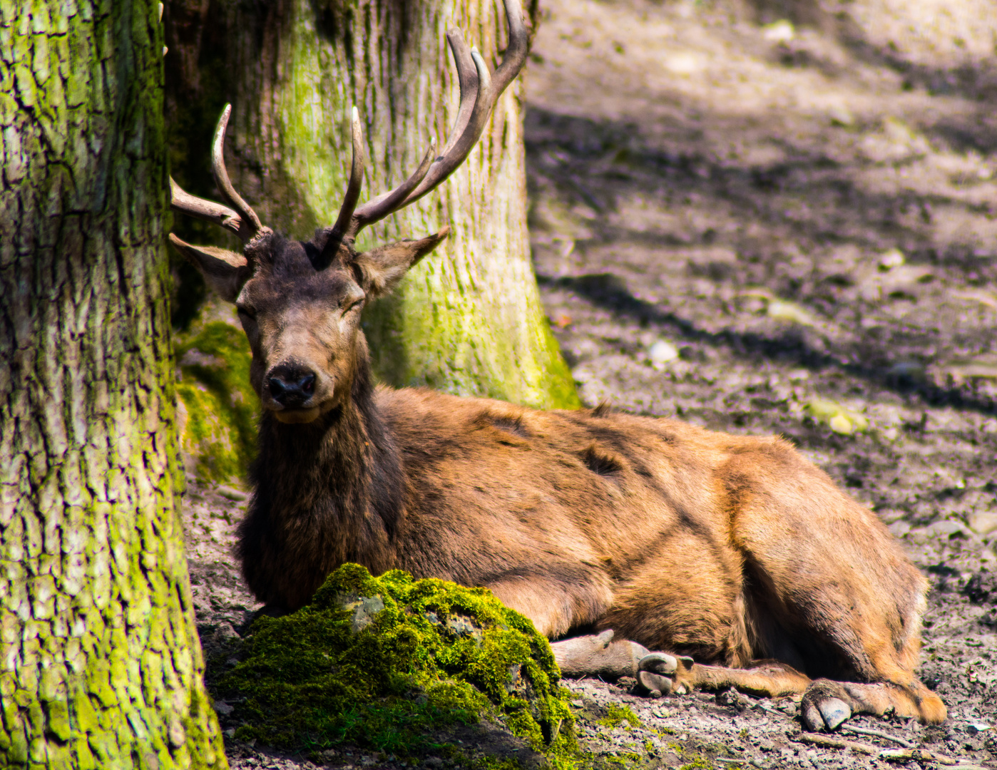 Hirsch im Wald