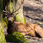 Hirsch im Wald