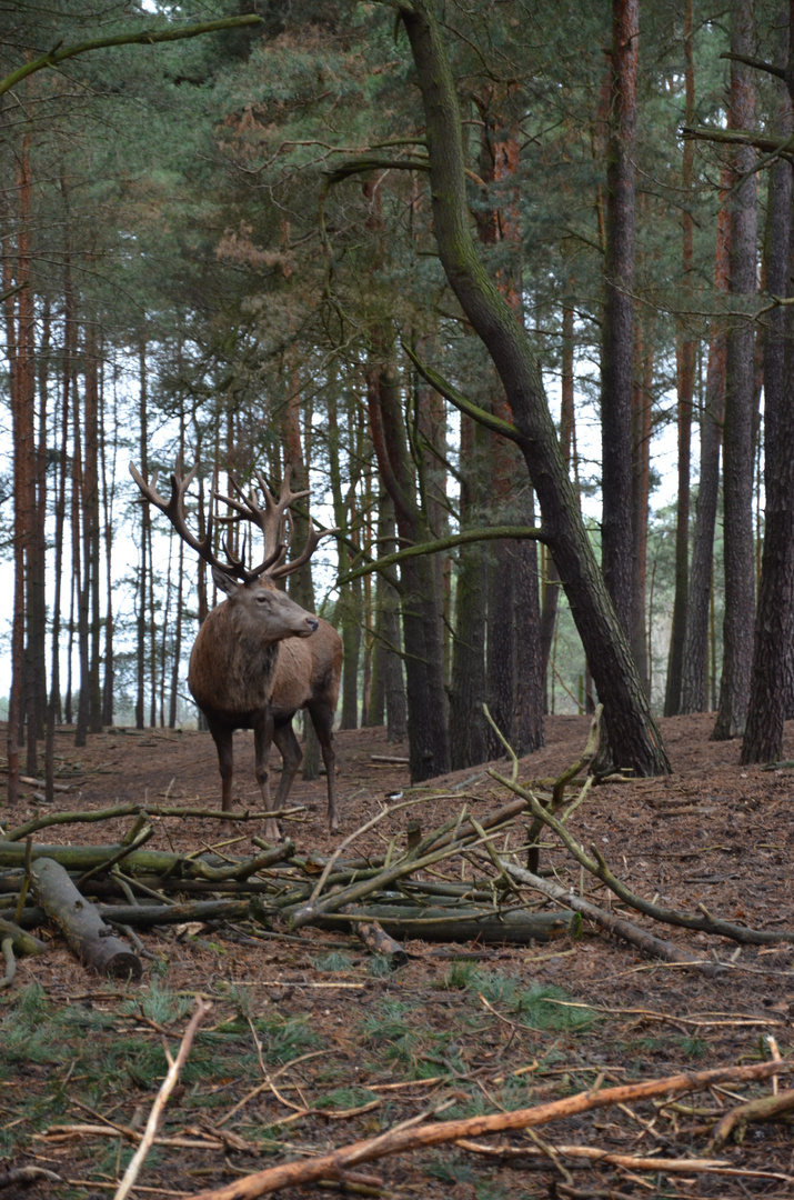 hirsch im wald