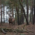 hirsch im wald