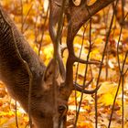 Hirsch im Wald