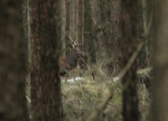 Hirsch im Wald