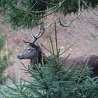 Hirsch im Walde