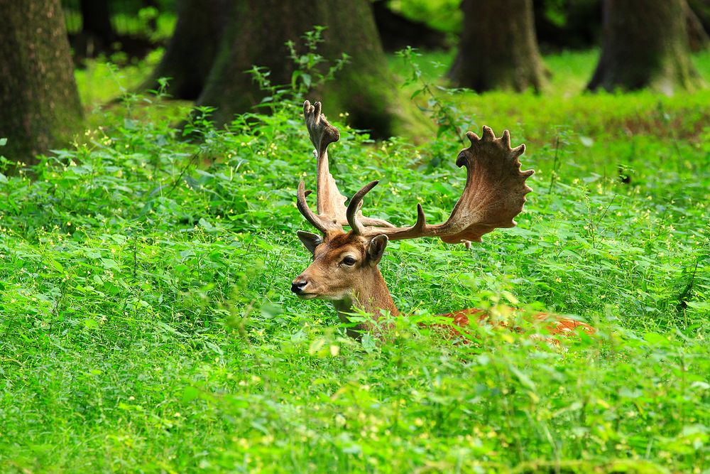 Hirsch im Waldgras