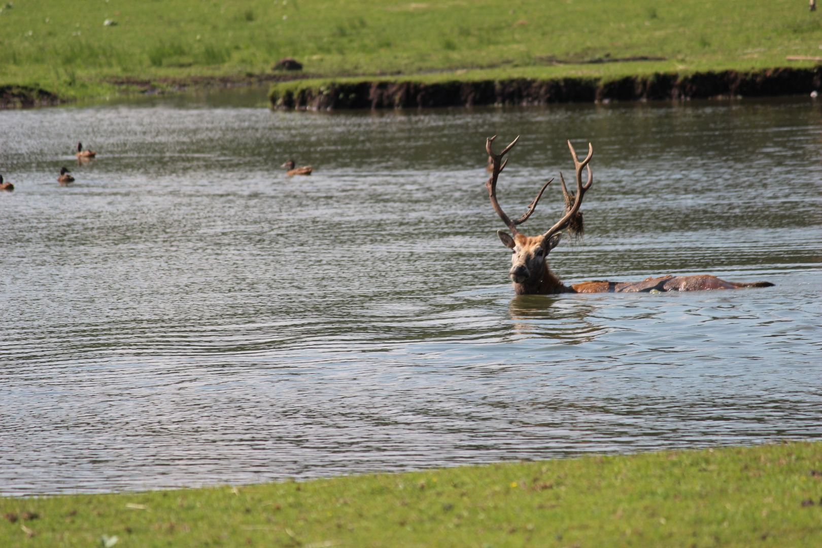 Hirsch im Wasser