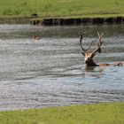 Hirsch im Wasser