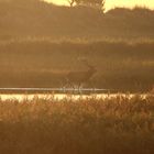 Hirsch im Wasser