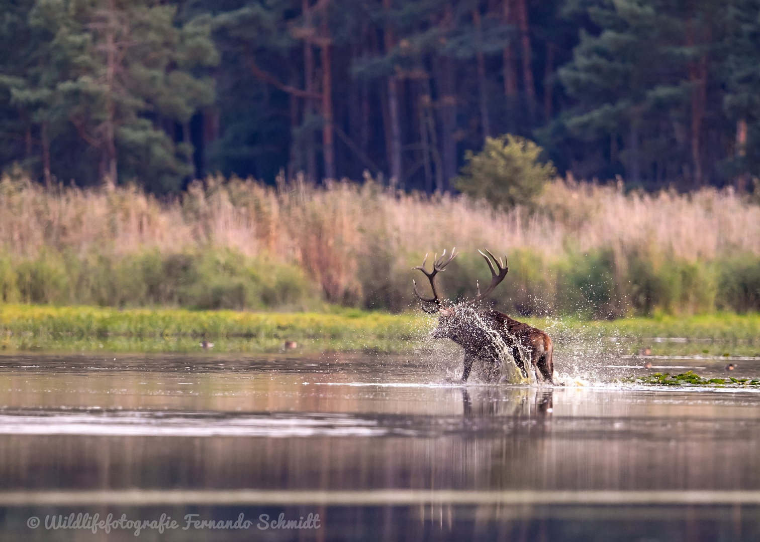 Hirsch im Wasser